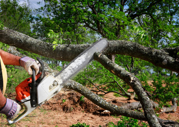 Monticello, WI Tree Services Company